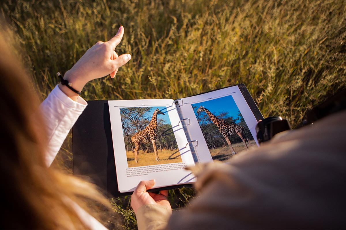 Giraffe-education
