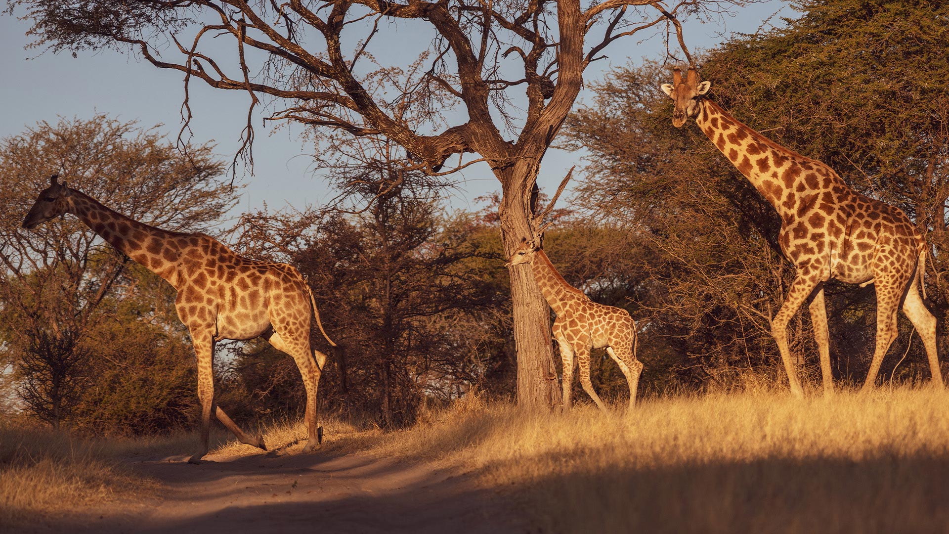 Thamo Telele Safari Lodge Botswana